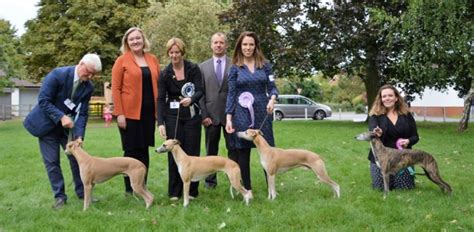 The AWC promotes the showing, responsible breeding, obedience training and competition, lure coursing and versatility of the Whippet breed. . New england whippet club